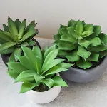 Konukevi Vita Home